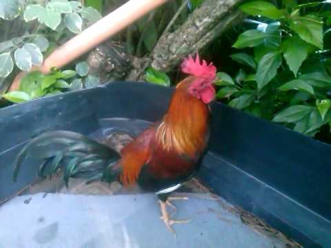 Gallo indio - YouTube