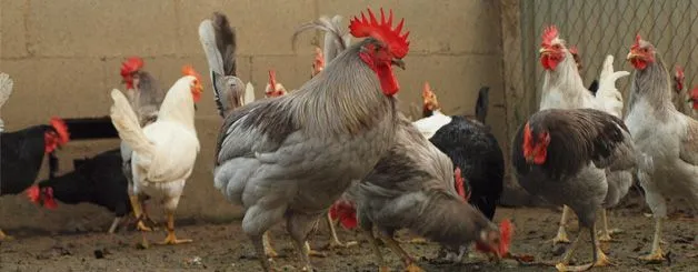 Gallo de León, un ave muy peculiar - Agrinews Gallo de León, un ave muy peculiar - Agrinews