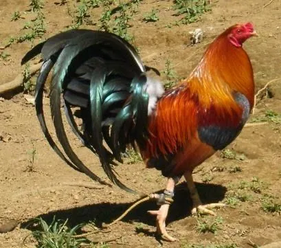 EL GALLO DE PELEA EN AMERICA | IMAGENES DE RAZAS DE GALLOS DE ...