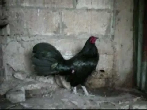Gallo de Pelea (Gallino) - Hermanos De la Cruz. - YouTube Gallo de Pelea (Gallino) - Hermanos De la Cruz. - YouTube