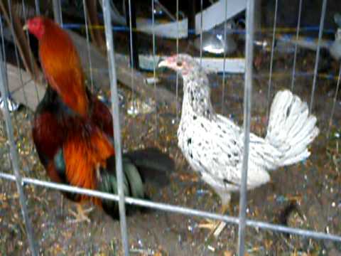 gallo de pelea kelso gallina 3/4 español 1/4 trifina peleas de ... gallo de pelea kelso gallina 3/4 español 1/4 trifina peleas de ...