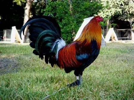 El mejor gallo de pelea | Otro sitio más de WordPress.com