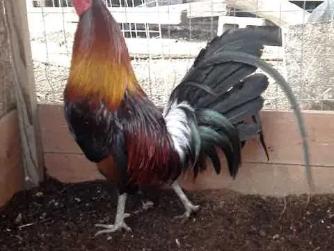 gallo penny hatch #1 - YouTube