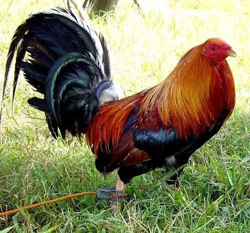 MI MEJOR GALLO: RAZAS DE GALLOS