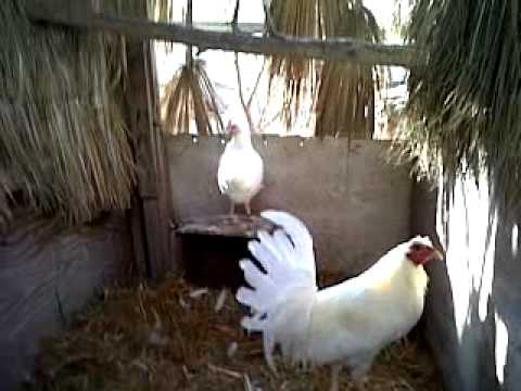 Gallo semental Espanol Blanco de Carlos Diaz - YouTube Gallo semental Espanol Blanco de Carlos Diaz - YouTube