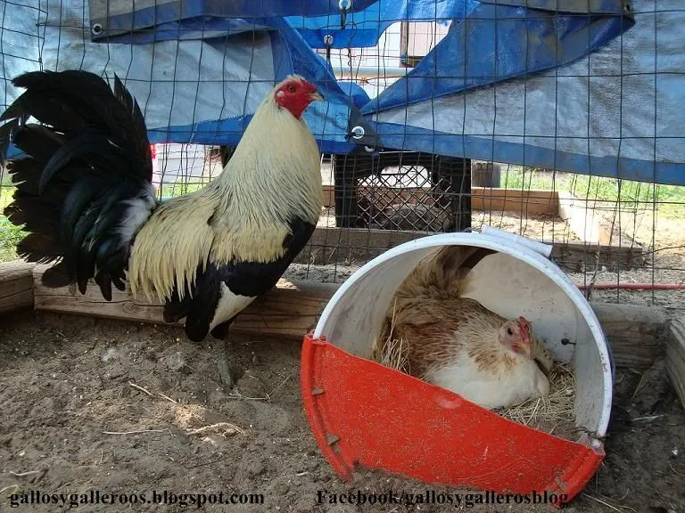 Gallos 2014: agosto 2014
