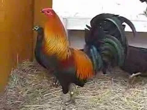 Gallos 2014: agosto 2014
