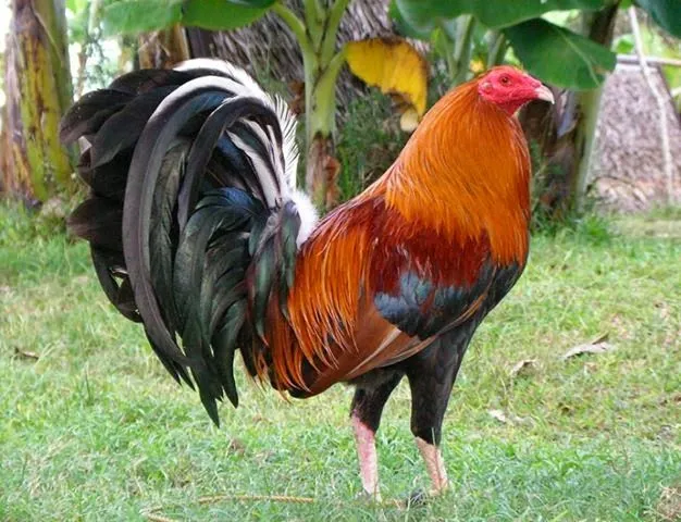 Gallos 2014: EN BUSCA DE LAS MEJORES CRUZAS Gallos 2014: EN BUSCA DE LAS MEJORES CRUZAS