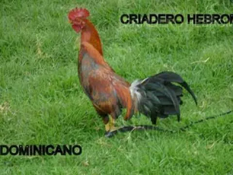 GALLOS DE COMBATE CRIADERO HEBROM (QUITO-ECUADOR) - YouTube