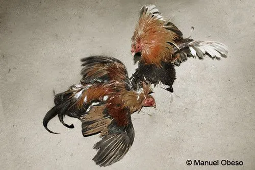 GALLOS FINOS D EPELEA | Flickr - Photo Sharing!