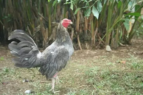 Gallos finos gallinos cenizos - Imagui