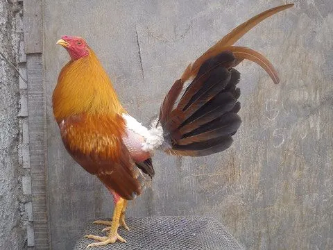 Gallos finos gallinos cenizos - Imagui