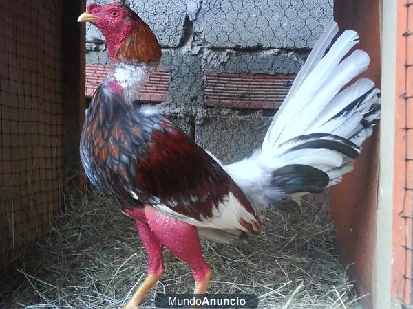 GALLOS FINOS: GALLOS CENIZOS-MARAÑONES