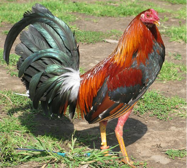 GALLOS FINOS: GALLOS CENIZOS-MARAÑONES