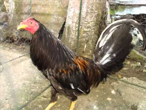 gallos finos sincelejo cuerda el oasis wuadith. - YouTube