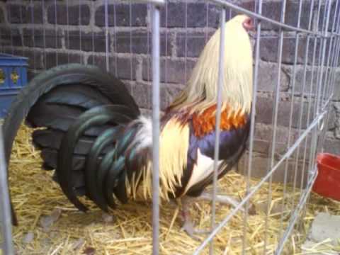 mis gallos finos - YouTube