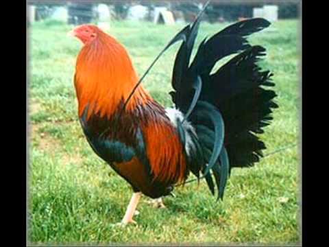 gallos finos.wmv - YouTube