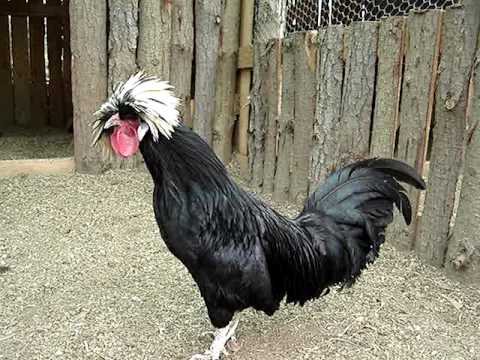 GALLOS y GALLINAS DE RAZA - ORNAMENTALES y EXÓTICAS - GRANJA DE LA ... GALLOS y GALLINAS DE RAZA - ORNAMENTALES y EXÓTICAS - GRANJA DE LA ...