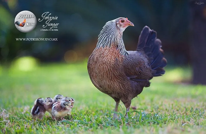GALLOS, GALLOS DE PELEA, GALLOS DE COMBATE, POTRERO NUEVO GALLOS, GALLOS DE PELEA, GALLOS DE COMBATE, POTRERO NUEVO