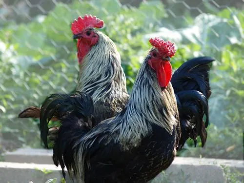 Los gallos de León | Del Norte