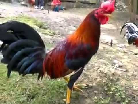 Gallos Marañones,Sambos,Cenizos,Pintos etc. - YouTube