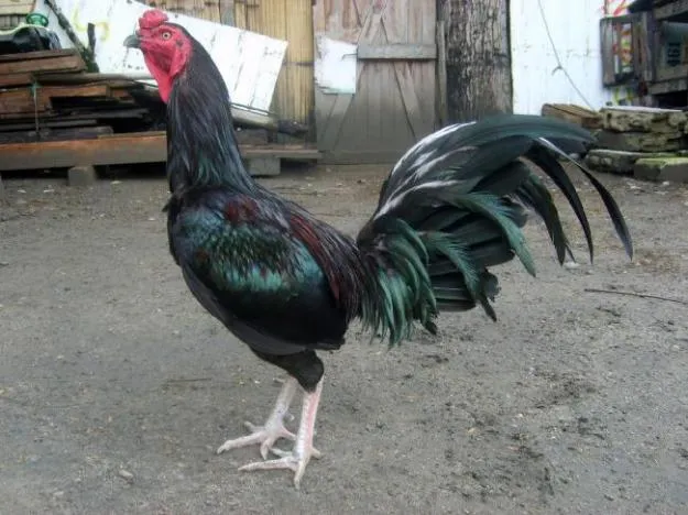 gallos y mas: venta de gallos finos