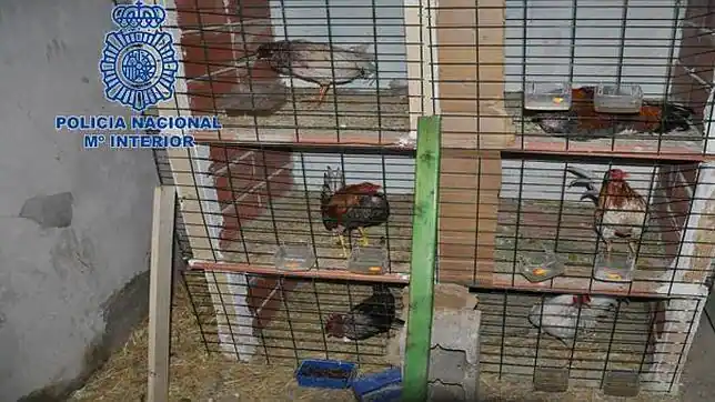 Como hacer una jaula para gallos de pelea. - Imagui Como hacer una jaula para gallos de pelea. - Imagui