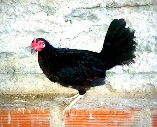 Gallos de Pelea Arenas: Gallinas finas en venta Gallos de Pelea Arenas: Gallinas finas en venta