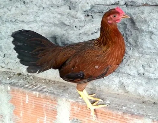 Gallos de Pelea Arenas: Gallinas finas en venta Gallos de Pelea Arenas: Gallinas finas en venta