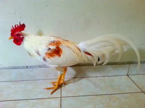 Gallos de Pelea Arenas: abril 2013