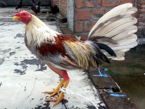 Gallos de Pelea Arenas: junio 2013