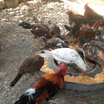 Gallos de Pelea Arenas: marzo 2013