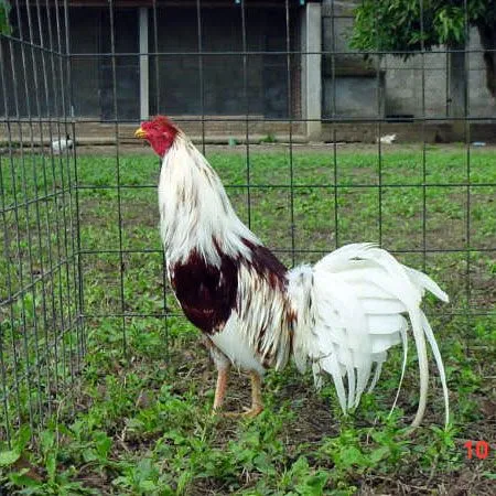 Gallos de Pelea: Entrenamiento de gallos de pelea