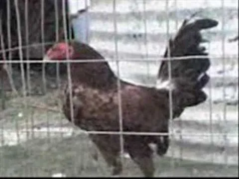 Gallos de pelea (Gallino) - Hermanos De la Cruz - YouTube Gallos de pelea (Gallino) - Hermanos De la Cruz - YouTube