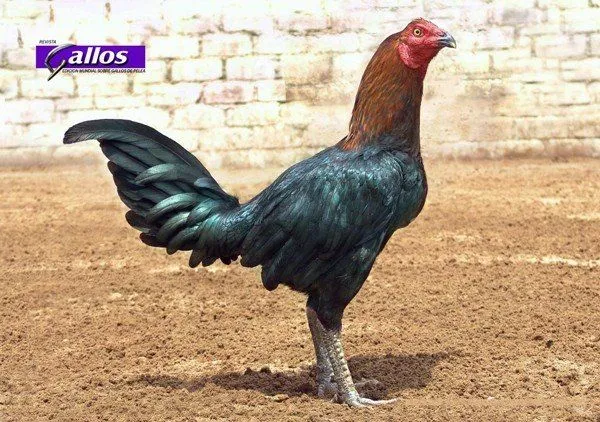 Gallos de pelea gallinos - Imagui