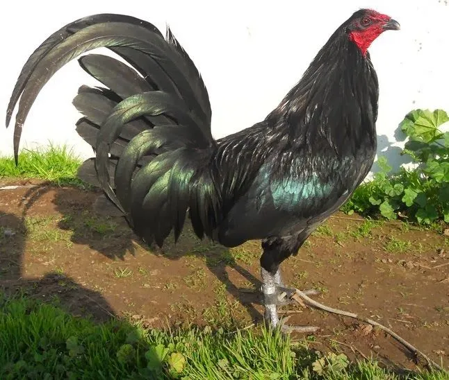 gallos de pelea: gallos de pelea