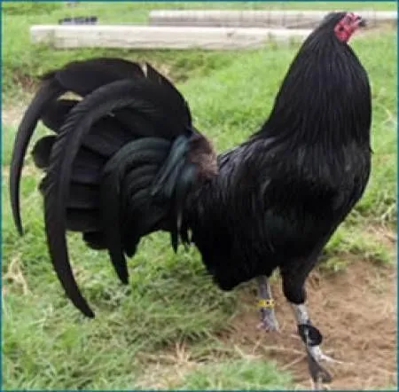 gallos de pelea giros - Buscar con Google | Animales | Pinterest
