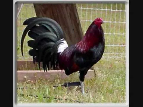 gallos de pelea sergio pedroza - YouTube