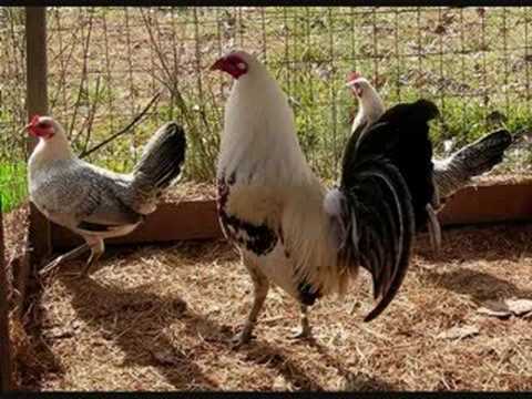 GALLOS DE PELEA 2 - YouTube