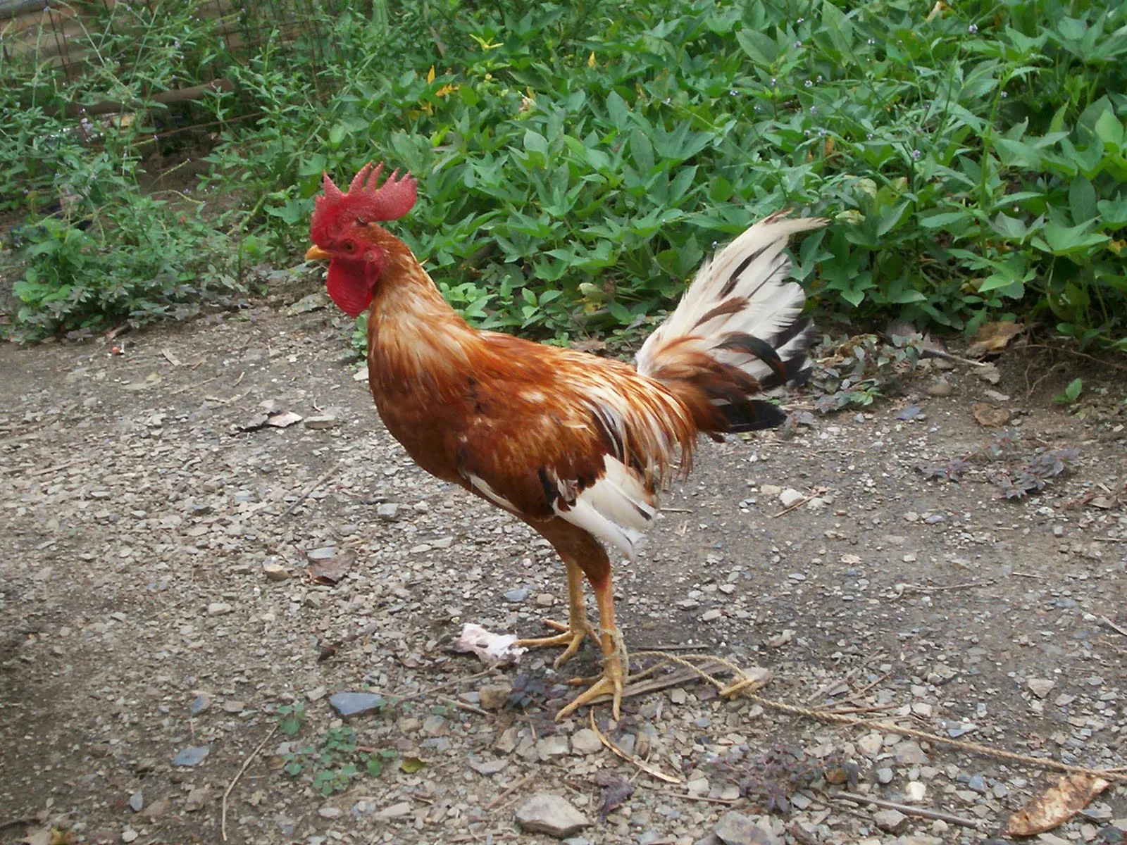 GALLOS Y POLLOS DE PELEA: POLLOS DE PELEA