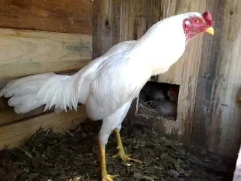 Gallos de Riña en la argentina ::D - Youtube Downloader mp3 Gallos de Riña en la argentina ::D - Youtube Downloader mp3