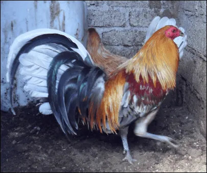 Gallos senisos - Imagui