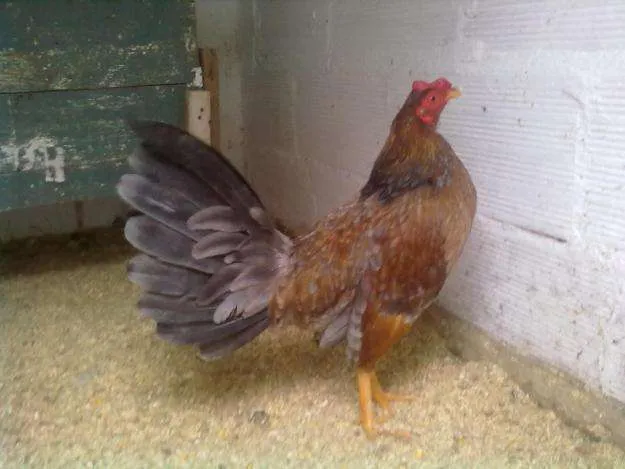 Se importan y se vende gallos de pelea españoles - Pichincha ...