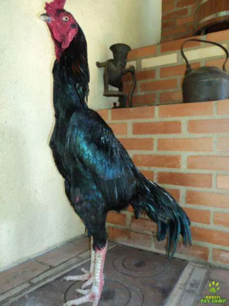Galos Combatentes: AS MELHORES CORES PARA BRIGAS : Galos Combatentes: AS MELHORES CORES PARA BRIGAS :