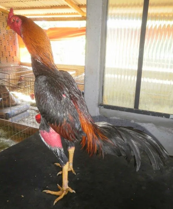 GALOTAURA: Maio 2014