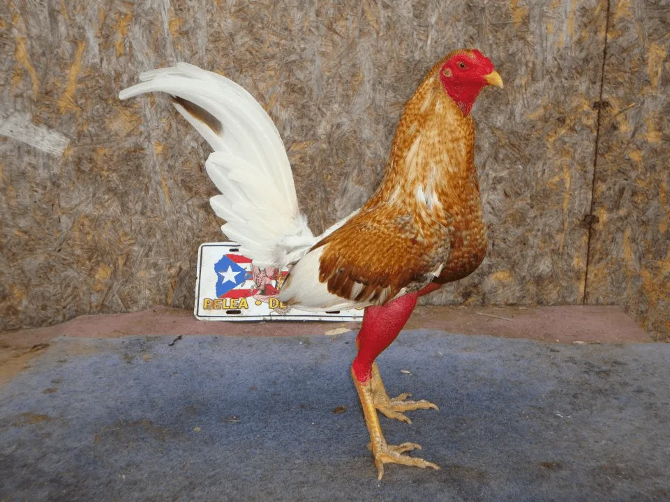 GALPON JHERALDINE-Hnos LOZANO GALPON JHERALDINE-Hnos LOZANO