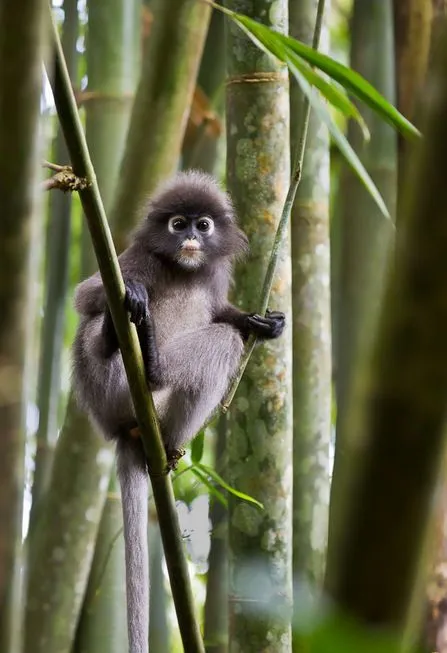 gambarkonekmelayu: 14 fotografías de changos bien monos - Lindos ...