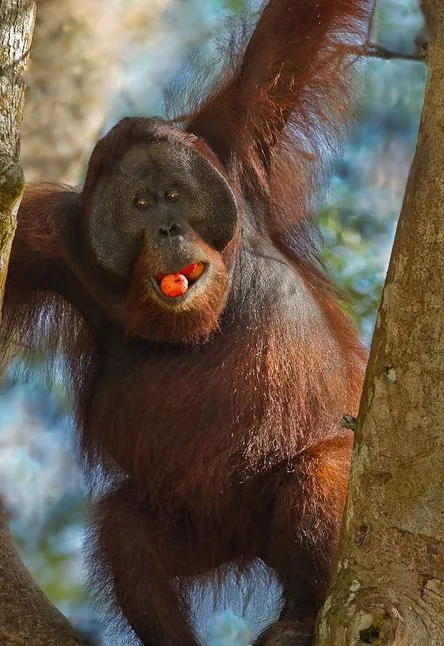 14 fotografías de changos bien monos - Lindos simios | Banco de ...