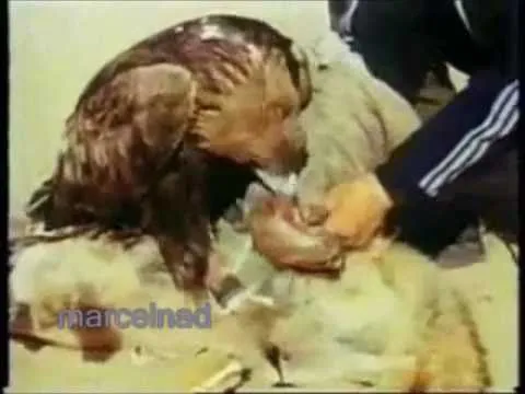 Quién gana en un Aguila vs Lobo o zorro?