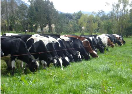 La Ganaderia | Tecno-